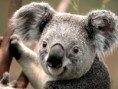/album/fenykepgaleria/koala-jpg1/
