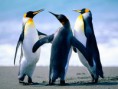/album/fenykepgaleria/penguins-jpg/